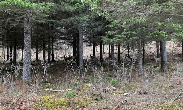 今年は山中ロケが多く、動物を見る機会も一段と多い年でした。熊には遭いませんでした…。事マネ K.S